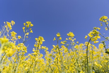 Obraz premium Blooming Yellow Rapeseed Flowers Under a Vivid Blue Sky in Spring Sunlight