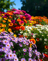Obraz premium A vibrant display of colorful aster flowers blooming in a sunlit garden, showcasing a spectrum of purples, oranges, and whites.