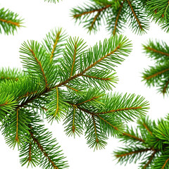 Obraz premium Evergreen fir branches in vibrant green, isolated on black backdrop