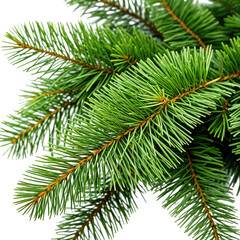 Close-up shot of vibrant green pine tree branches