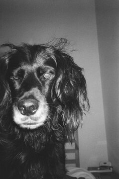 Portrait of a grumpy dog that just woke up