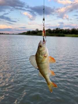 Fish On Hook