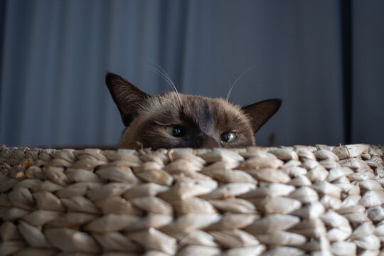cat in basket 