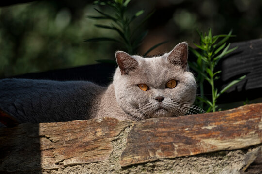 Portrait of British Shorthair cat in rural garden