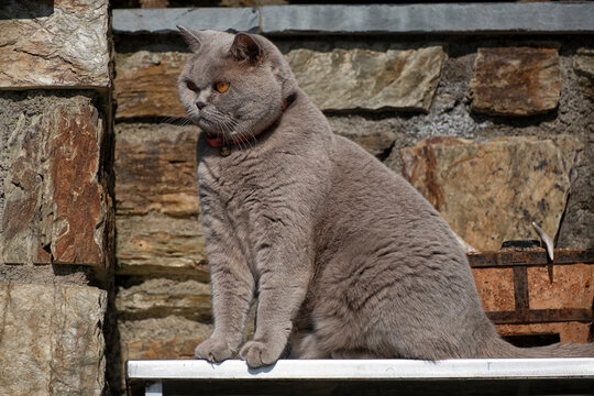 Portrait of British Shorthair cat in rural garden