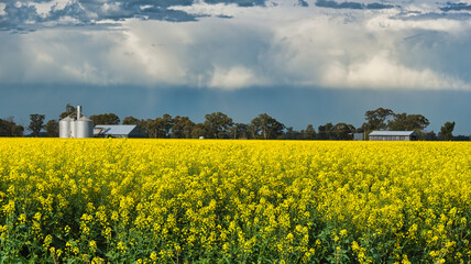 Expansive canola field with silos and stormy sky © Alistair