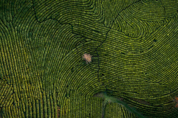 Lush Green Patterns of a Tea Plantation in the Mountains