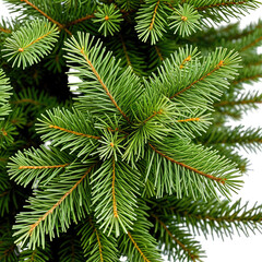 Obraz premium Close-up shot of vibrant green pine tree branches. Lush needles and detailed texture