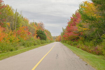 Automobile road in the autumn forest with colourful trees. High quality photo