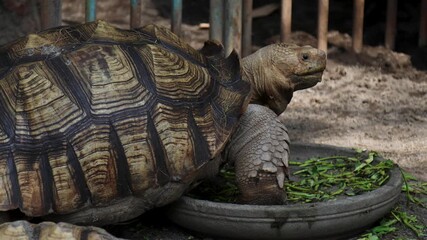 A turtle kept in a conservation enclosure