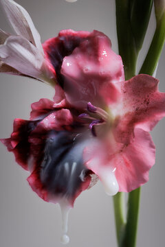 Milky flower