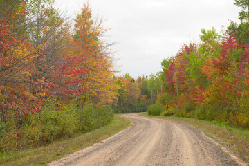 Fototapeta premium Automobile road in the autumn forest with colourful trees. High quality photo