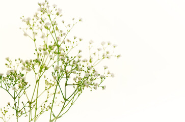  Babys Breath Flowers.Close-up of Delicate White Gypsophila Flowers.