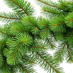 Naklejka premium Close-up of vibrant green Christmas tree branches