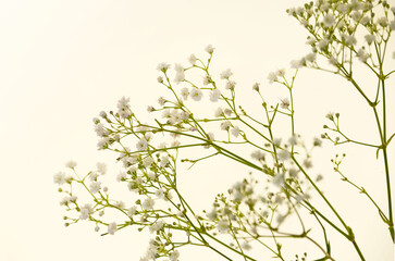 Gypsophila on a light background. Close-up of white gypsophila branches on a white background.Floral delicate wallpaper in pastel colors.Close-Up of Babys Breath Flowers.Close-up of Delicate White