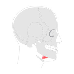 Mylohyoid - human muscle forming the floor of the mouth, shown in anatomy chart, elevates floor of mouth and hyoid during swallowing, vital for teaching and medical study