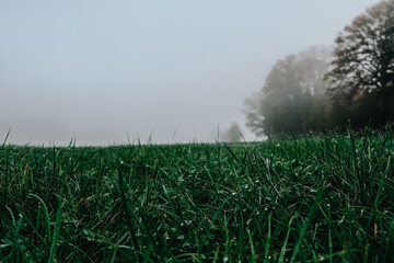 Foggy autumn weather.Misty Landscape with Green Field and Trees.Green Meadow with Trees in Foggy...
