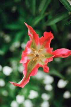 Tulip in bloom seen from above