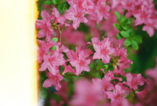 Light leak on pink flowers carpet on film