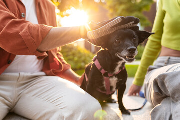 Dog enjoying care from loving companions
