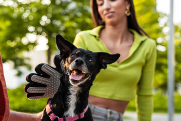 Affective owners grooming dog for animal wellness