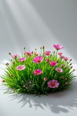 Pink Cosmos Flowers in Green Grass