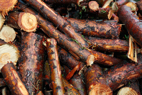 Freshly Cut Firewood with Bark Texture