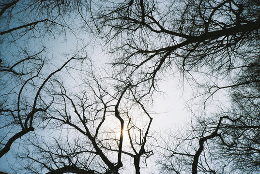 Branches Intertwine Against a Bright Sunlit Sky on a Clear Day