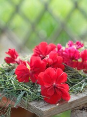 red and white flowers