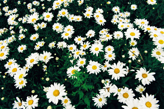 Field of summer daisy flowers
