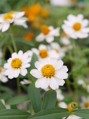 daisies in a garden