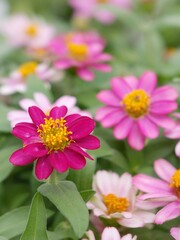 Obraz premium pink cosmos flower