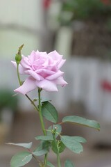 pink rose in a garden