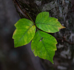 Toxicodendron radicans, poison ivy growing on a tree