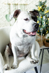 A happy white and black American pit Bull terrier is sitting in an armchair. A decorated Christmas tree can be seen in the background, creating a festive atmosphere.