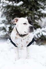 A white dog in a winter jacket and a Santa Claus hat sits on a snow-covered bench. The snow-covered trees in the background create a winter scene. The New Year holiday.