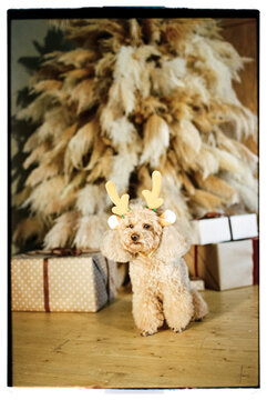 Film photo of cute brown poodle dog sitting under the Christmas tree 