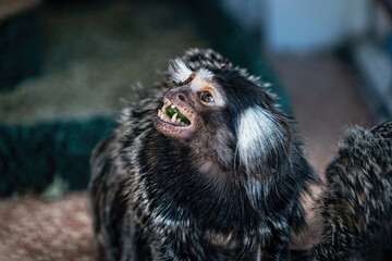 A small marmoset monkey eating an orange.