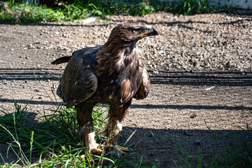 A big eagle sitting on the ground and eating some prey. Motion blur. Soft focus.