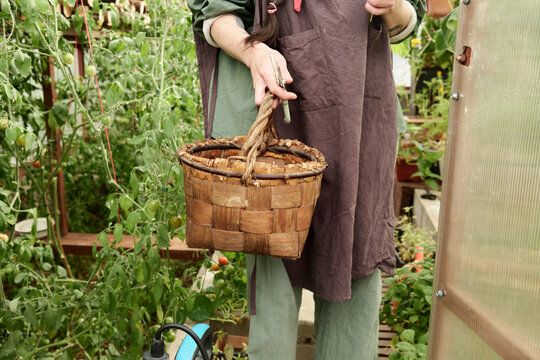 Gardening enthusiast holds basket in lush vegetable garden