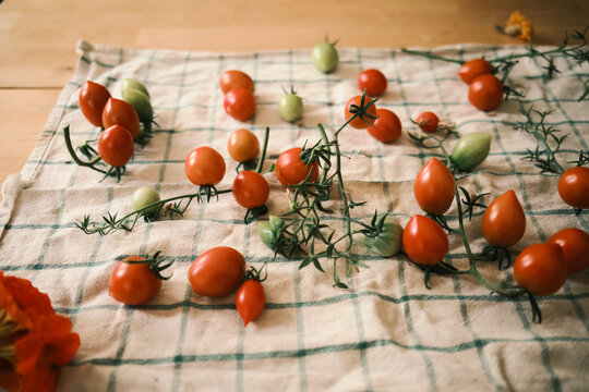 Freshly harvested cherry tomatoes on a kitchen towel