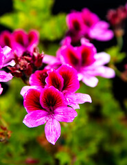 Fototapeta premium Fresh rain on the delicate flower of a blooming geranium plant. Floral background Pelargonia Royal place for text