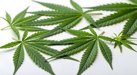 Fresh cannabis leaves and buds on a dark surface showcasing vibrant green hues and intricate textures perfect for health or wellness campaigns