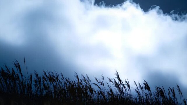 Ethereal night scene moon behind clouds with silhouetted grass
