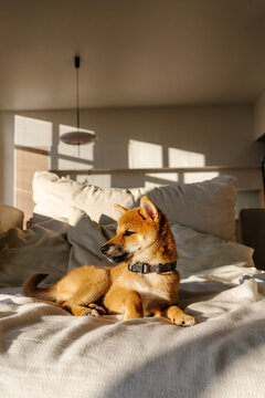 Puppy Resting on Sofa in Sunlight