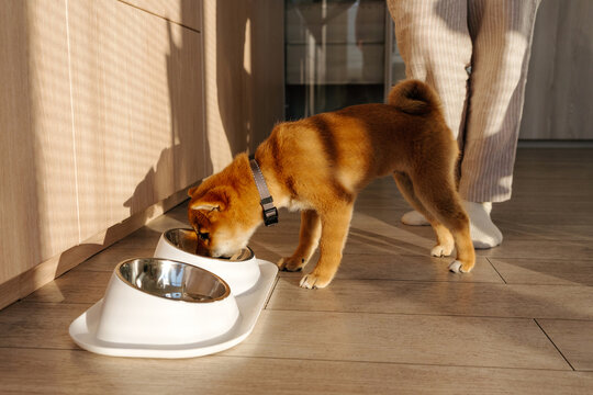 Dog eating from stainless steel bowl in kitchen