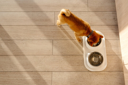 Puppy eating from stainless steel bowl top view