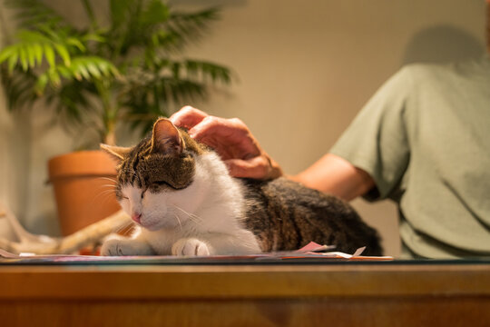 Man Petting Relaxed Cat on Desk Indoors