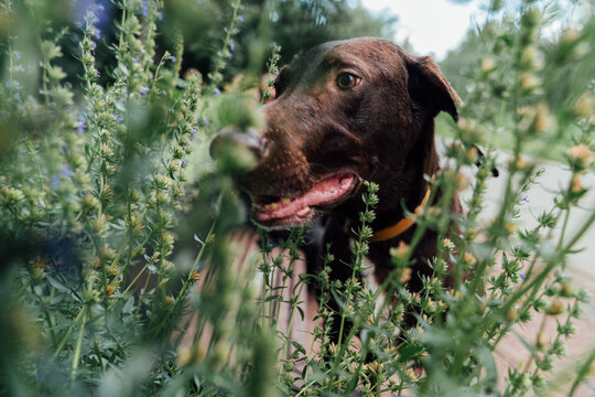 German Shorthaired Pointer in Green Plants Outdoors