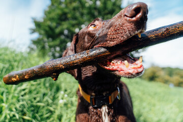Brown Dog Holding Stick in Mouth Outdoors